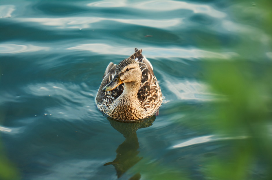 Отдыхающие у берега часто наблюдают за утками и ондатрами в воде