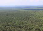 Лес. Фото с сайта правительства Иркутской области