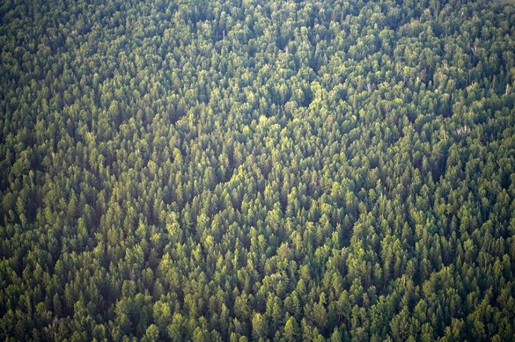 Лес. Фото с сайта правительства Иркутской области