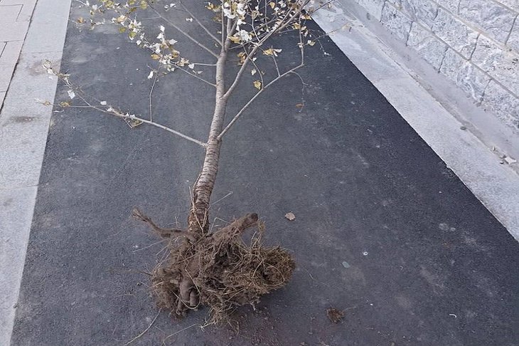 Вырванное дерево. Фото из телеграм-канала мэра города Руслана Болотова
