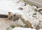 Спасенные щенки. Фото пресс-службы ГУ МЧС России по Иркутской области