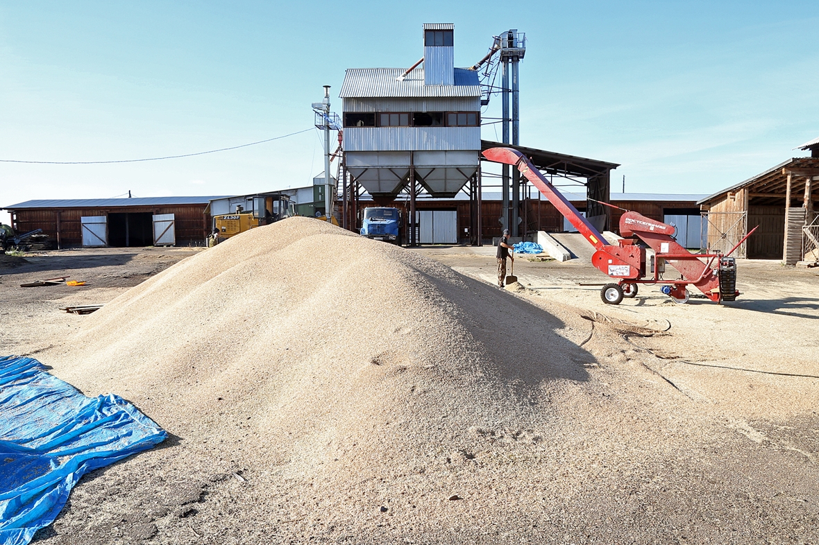 ЗАО «Иркутские семена». Идёт уборка зерновых и рапса.