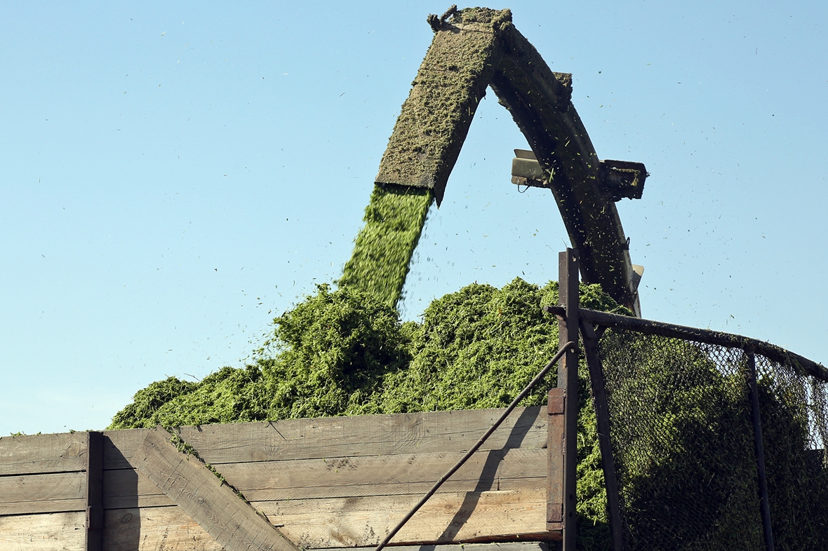 Заготовка кормов на полях ООО «Агробайкал»