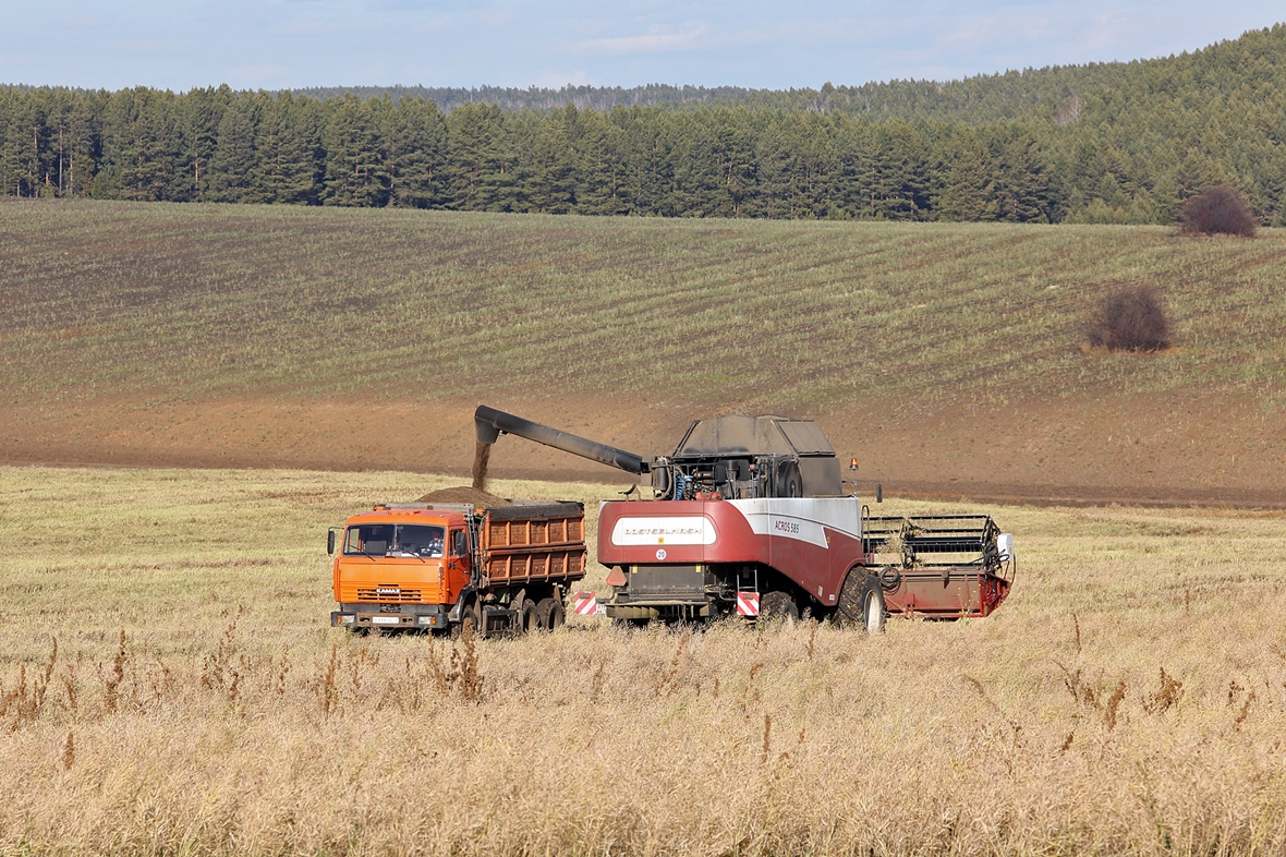 Уборка рапса.