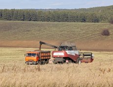 Уборка рапса.