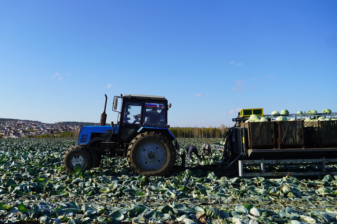 Внедряются новые технологии уборки капусты на полях  ООО «Агросмоленское».