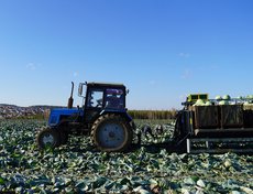 Внедряются новые технологии уборки капусты на полях  ООО «Агросмоленское».