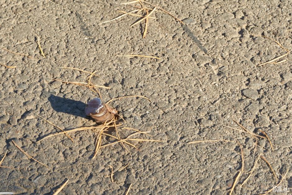 Рядом с детской площадкой на тротуаре торчит металлический штырь