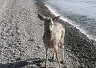 Спасенная косуля. Фото из телеграм-канала «Заповедного Прибайкалья»