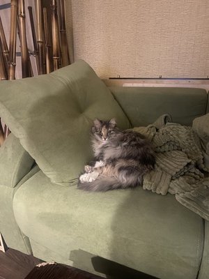 Мася и ее новый диван
