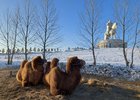 Верблюды у статуи Чингисхана в Монголии. Фото Екатерины Емелиной, IRK.ru