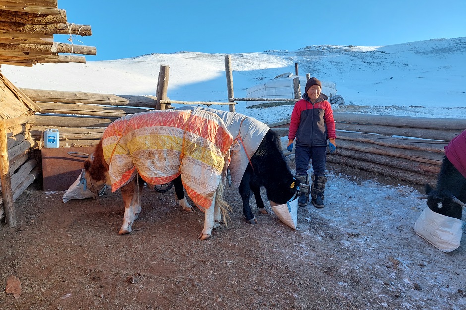 Нарангырел кормит коров