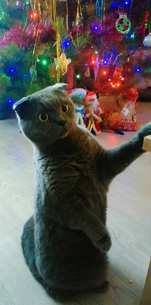 Серый «Попрошайка», наш любимец кот Семён:)