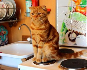 Котик Бася утром на кухне.