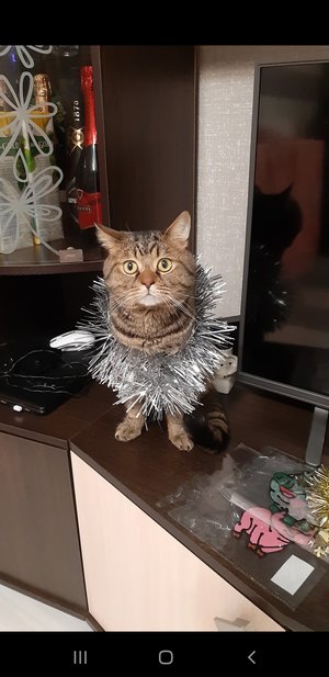 Новогодний котик