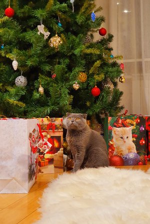 В ожидании новогоднего чуда, кот Мажор