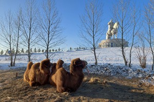 Верблюды у статуи Чингисхана