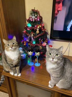 Новогодние котики Тоша и Тимоша