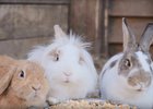 Кролики. Скриншот видео Иркутского зоосада