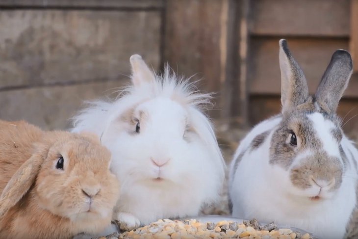 Кролики. Скриншот видео Иркутского зоосада