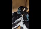 Скриншот видео Иркутской зоогалереи
