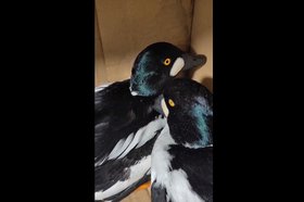 Скриншот видео Иркутской зоогалереи