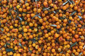 Зимняя облепиха. Фото ассоциации «Дикоросы»