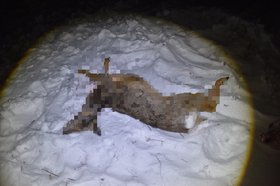 Туша косули. Фото пресс-службы ГУ МВД России по Иркутской области