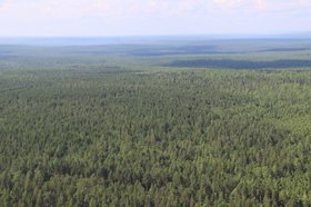 Лес. Фото пресс-службы правительства региона. Лес. Фото пресс-службы правительства региона.