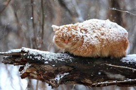 Фото с сайта news.nashbryansk.ru