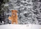 Фото с сайта zoo-galereya.ru