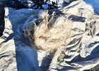 Фото ФГБУ «Заповедное Прибайкалье»