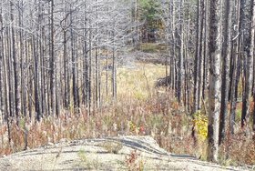 Фото пресс-службы ФГБУ «Заповедное Прибайкалье»