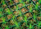Сеянцы. Фото пресс-службы правительства Иркутской области