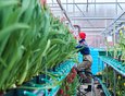 В иркутском «Горзеленхозе» к Международному женскому дню вырастили полмиллиона тюльпанов.