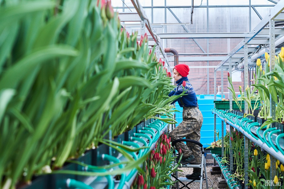 В иркутском «Горзеленхозе» к Международному женскому дню вырастили полмиллиона тюльпанов.