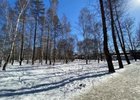 Лес в микрорайоне Приморский. Фото пресс-службы администрации Иркутска