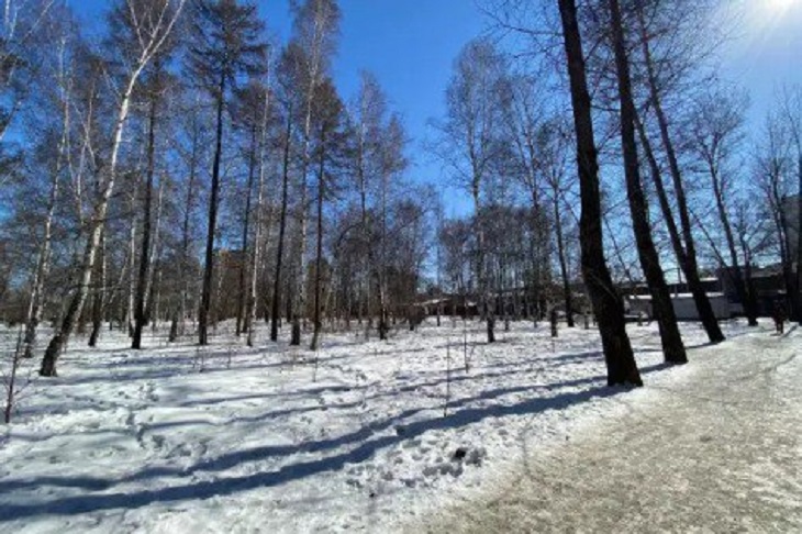 Лес в микрорайоне Приморский. Фото пресс-службы администрации Иркутска