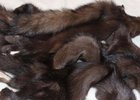 Шкурки соболя. Фото управления Россельхознадзора по Иркутской области
