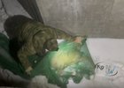 Животное не пострадало. Скриншот видео питомника «К-9»