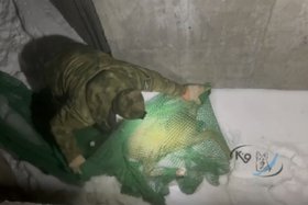 Животное не пострадало. Скриншот видео питомника «К-9»