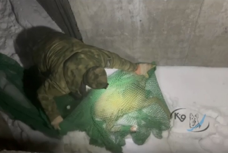 Животное не пострадало. Скриншот видео питомника «К-9»