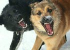 Собаки. Фото из телеграм-канала прокуратуры Иркутской области