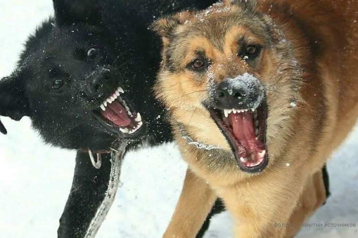 Собаки. Фото из телеграм-канала прокуратуры Иркутской области