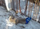 Спасенная косуля. Фото пресс-службы ГУ МЧС России по Иркутской области