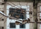 Воробьи на ветке. Фото IRK.ru
