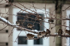 Воробьи на ветке. Фото IRK.ru