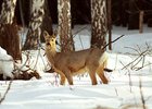 Косуля. Фото пресс-службы прокуратуры Иркутской области