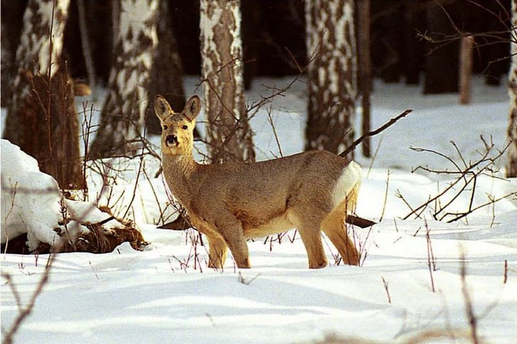 Косуля. Фото пресс-службы прокуратуры Иркутской области