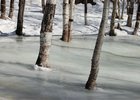 Лес. Фото из архива IRK.ru
